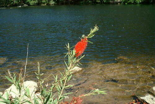 Bottlebrush Bush
