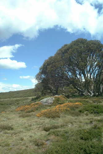 Alpine NP: Bogong High Plains