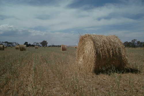 Straw bales near Ballarat