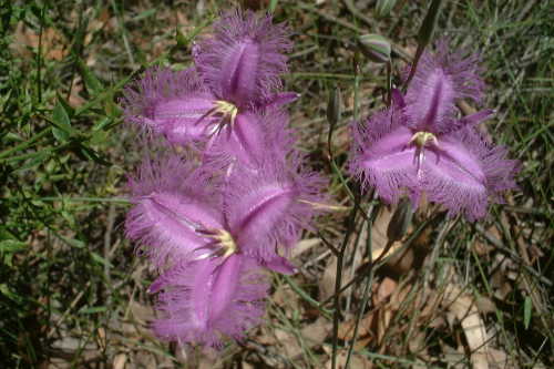 Beatiful violet flowers