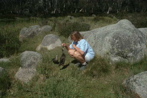 Mt. Buffalo NP: Feeding Ducks