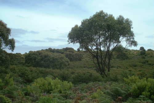 Typical Landscape in the Otway NP